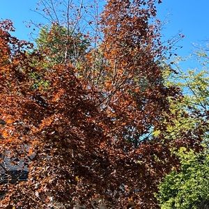 Meet your Posher, Nene